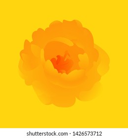 Yellow Flower vector background.Watercolor pion