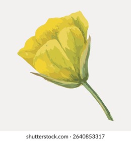 Yellow flower vintage goldenbowl mariposa illustration isolated on white, vector.
