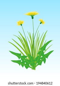 Yellow flowers of dandelion