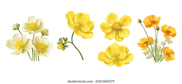 Yellow flowers of Echscholtzia. California golden poppy. Collection yellow watercolor flowers. Vector illustration.