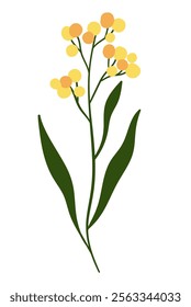 Yellow Flowers, Flat Style Vector Illustration, Spring Flower