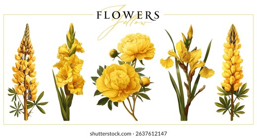 Yellow  flowers isolated on a white background. Vintage painting style illustration.