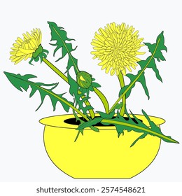 Yellow flowers with leaves and a small bud on a long stem, in a pot. Vector, dandelion botanical illustration suitable for icons, frame design, holiday illustrations, on transparent background, eps