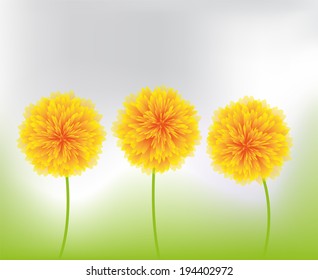 yellow flowers in nature