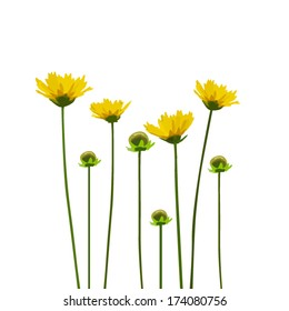 yellow flowers on a white background. congratulation card. Vector