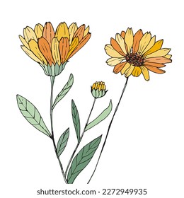 Flores amarillas en un fondo blanco. Flores de caléndula dibujadas a mano.Ilustración vectorial, arte de línea.