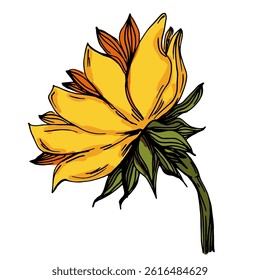 Yellow flowers on a white background. Sunflower. Vector illustration on white background. Botanical graphic engraving design.