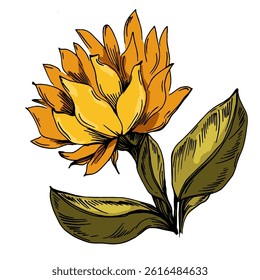 Yellow flowers on a white background. Sunflower. Vector illustration on white background. Botanical graphic engraving design.
