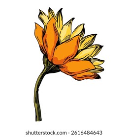 Yellow flowers on a white background. Sunflower. Vector illustration on white background. Botanical graphic engraving design.