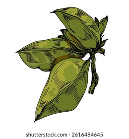 Yellow flowers on a white background. Sunflower. Vector illustration on white background. Botanical graphic engraving design.
