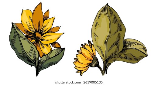 Gelbe Blumen auf weißem Hintergrund. Sonnenblumen. Vektorgrafik auf weißem Hintergrund. Botanisches Grafikstich-Design.