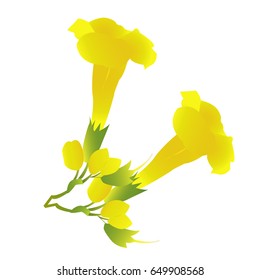 Yellow flowers on a white background.