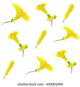 Yellow flowers on a white background.