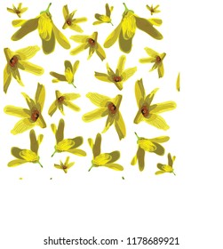 Yellow flowers. Seamless pattern