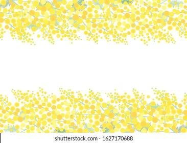 Yellow fluffy mimosa flower background