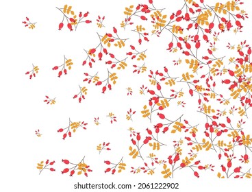 Yellow Foliage Background White Vector. Leaf Wood Frame. Red Leaves Border. Rowan Illustration. Berries Paper.