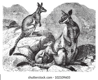 Yellow footed rock wallaby (Petrogale xanthopus) / vintage illustration from Brockhaus Konversations-Lexikon 1908