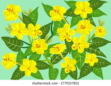 Yellow Four O'clock flowers on green background