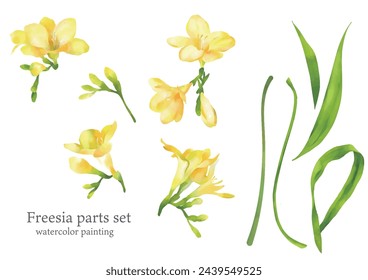 yellow freesia, water color painting