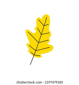 Yellow fresh autumn leaf with veins. Fall oak foliage season. Decorative botanical deciduous item. Simple single oak leaf silhouette. Hand drawn flat vector illustration isolated on white background