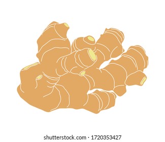 yellow fresh ginger root, culinary spice for cooking, color vector illustration with contour lines isolated on white background in clip art and hand drawn style