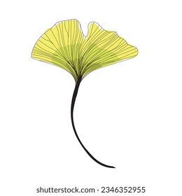 yellow fresh leaf of ginkgo biloba line drawing sketch, outline autumn branch of ginkgo line art