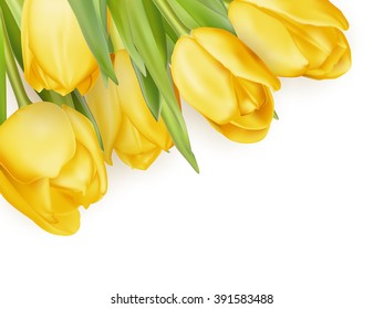 Yellow fresh tulips on white. EPS 10 vector file included