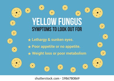 Download Yellow Fungus Hd Stock Images Shutterstock