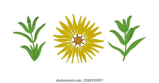 Yellow garden calendula flower with leaves. Set of botanical floral elements. Hand drawn vector illustration.