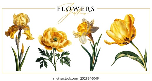 Flores de jardim amarelo isoladas em um fundo branco. Ilustração estilo pintura vintage.	