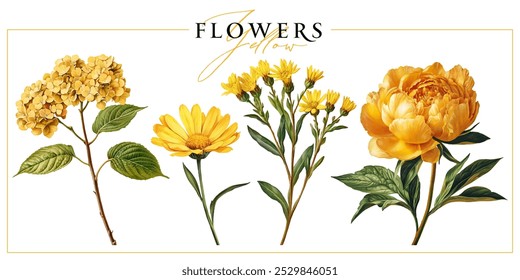 Flores de jardim amarelo isoladas em um fundo branco. Ilustração estilo pintura vintage.	