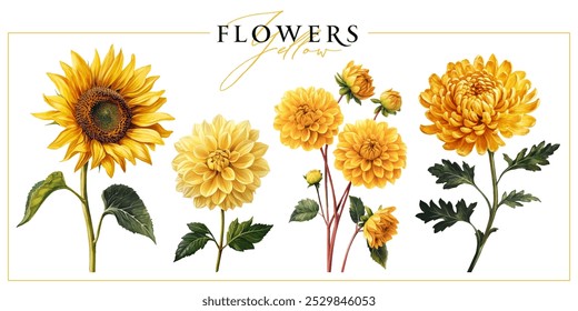 Flores de jardim amarelo isoladas em um fundo branco. Ilustração estilo pintura vintage.	