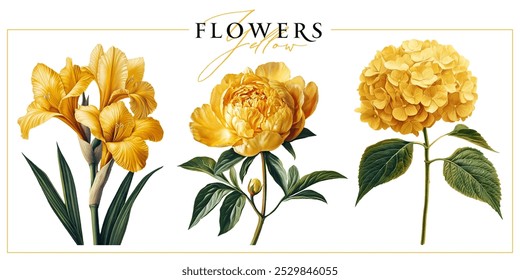 Flores de jardim amarelo isoladas em um fundo branco. Ilustração estilo pintura vintage.	