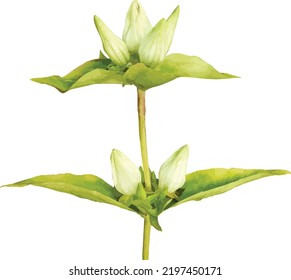 Yellow Gentian (Gentiana flavida) Savanna Wildflower Isolated 