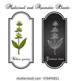 Yellow gentian (Gentiana lutea), medicinal plant. Hand drawn botanical vector illustration