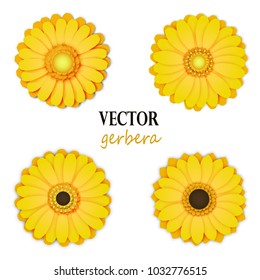 Yellow gerbera collection