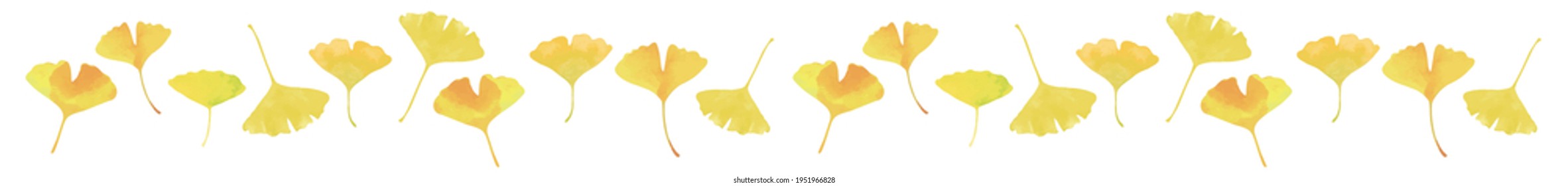 Yellow ginkgo leaves. Watercolor painting. Line Material