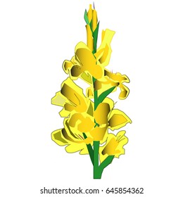 Yellow gladiolus flower vector EPS 10