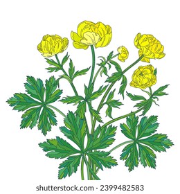 Yellow globeflower. Colored bouquet on a white background.