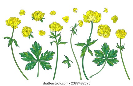 Yellow globeflower. Colored elements on a white background.