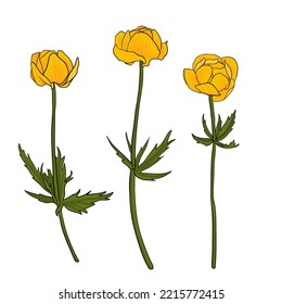 yellow globeflowers, field flowers, vector drawing wild plants at white background, flowering meadow , hand drawn botanical illustration