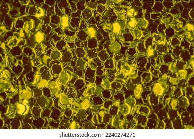 Yellow  Golden abstract vector illustration background