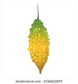 Yellow and green color Momordica charantia vector illustration. Semi mature bitter melon. Also known as bitter gourd, bitter squash, balsam pear,  bitter apple. Tropical Edible Fruit 