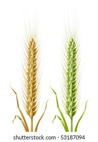 yellow and green ears of wheat vector illustration, isolated on white background