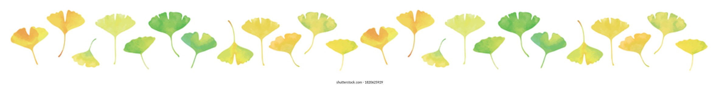 Gelbe und grüne Ginkgo-Blätter. Aquarellmalerei. Linienmaterial