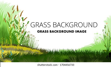 Yellow and green grass background vector isolated. On a white background. A small hill, a lush meadow. Medicinal Herbs. Frame of field plants, flowers. Morning fog.