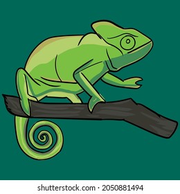 Yellow green Lizard Panther chameleon isolated on white background