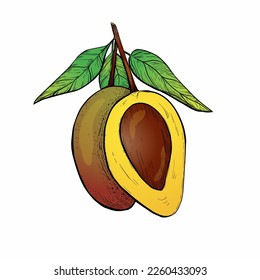 Yellow and green mango isolated on white