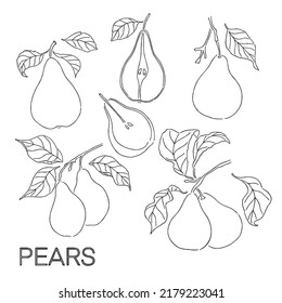 Yellow green pear. Green pear cut section and whole fruit. Pear leaves and branch. Hand drawn pear fruit sketch on white background