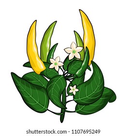 Yellow and green pepper on a branch with white flowers on white background. Healthy organic food. Vector illustration.